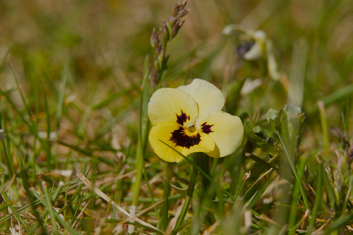 a little violet in the grass