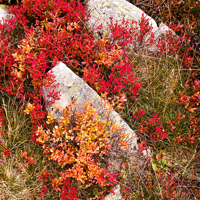 Blueberry - 20250913_2025-09-13 nendaz_0091-af