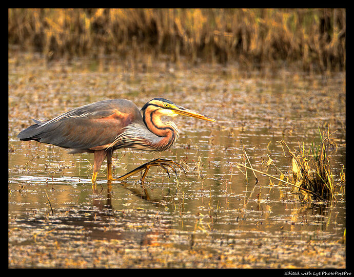 Heron_HDBB
