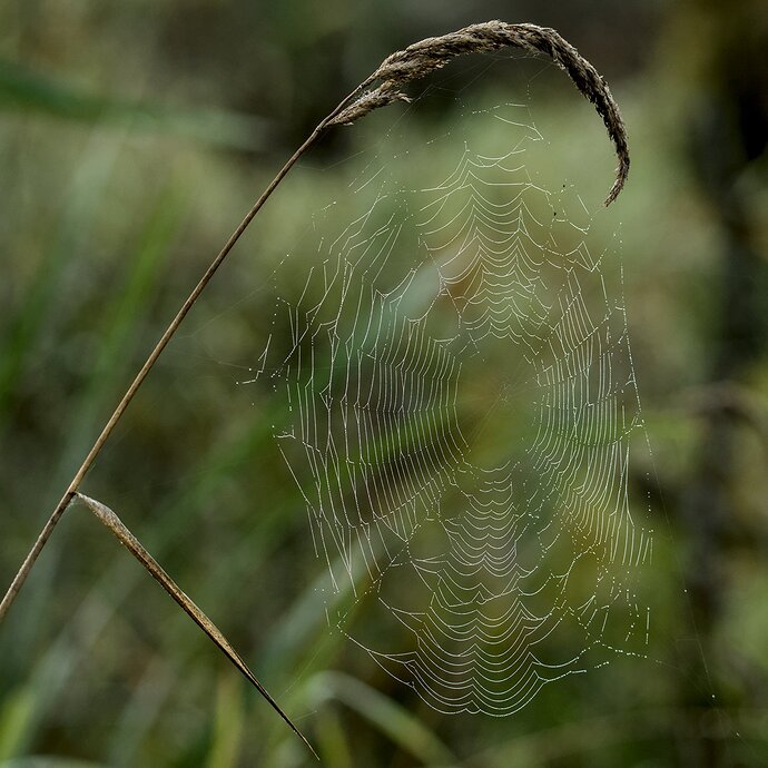 FWR_9052_01