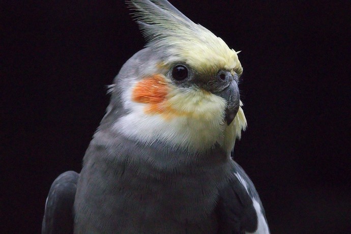 _bird_denoise3+iain