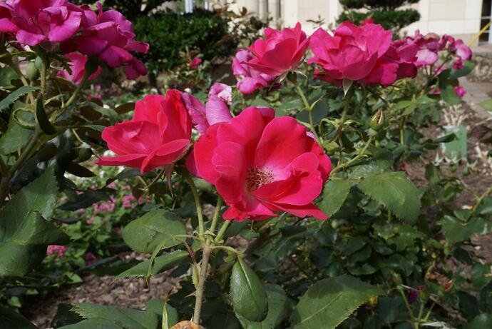 _DSC8850 embedded jpg