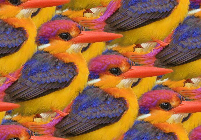 crowded_birds