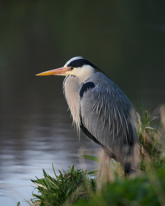 blauwe.reiger