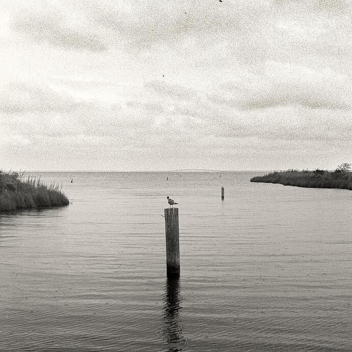 2025-08-05 - Manns Harbor bird and bridge-1
