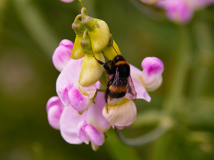 2507_SommerimGarten_0069