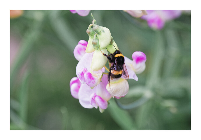 2507_SommerimGarten_0069