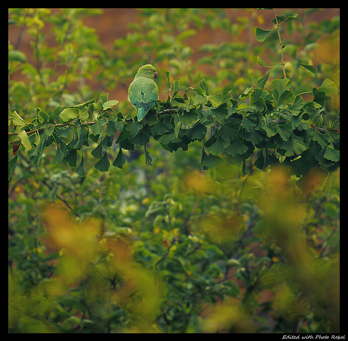 Parrot_HD