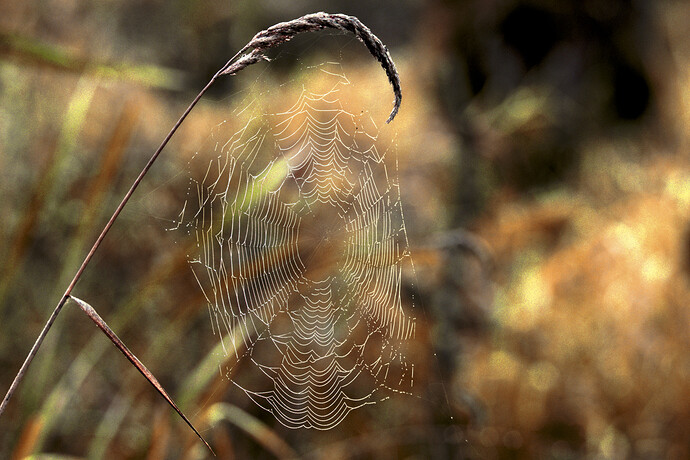 FWR_9052edit