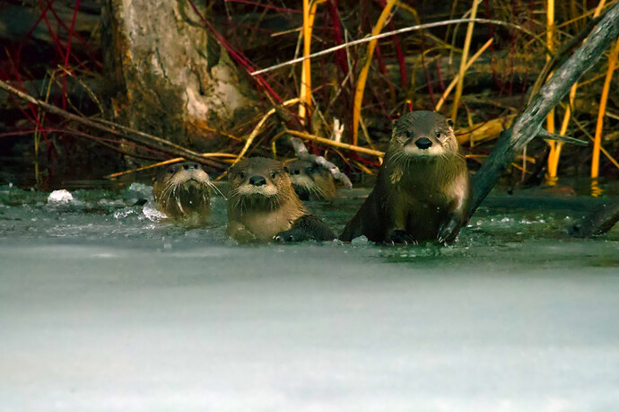 2017-03-15_07-07-44_2 ART and GIMP (Jpegli)