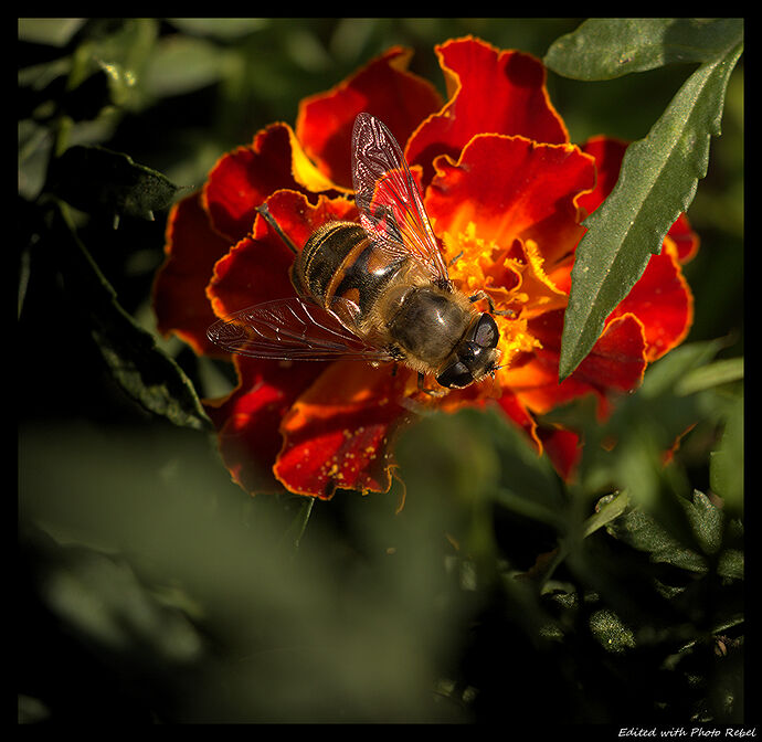 Bee_HD
