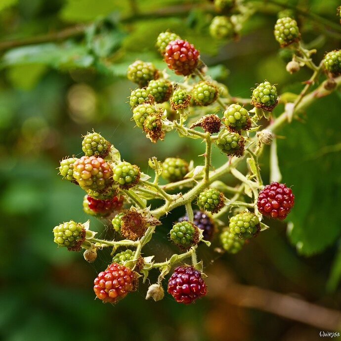 2507_SommeramUemminger_0064_02