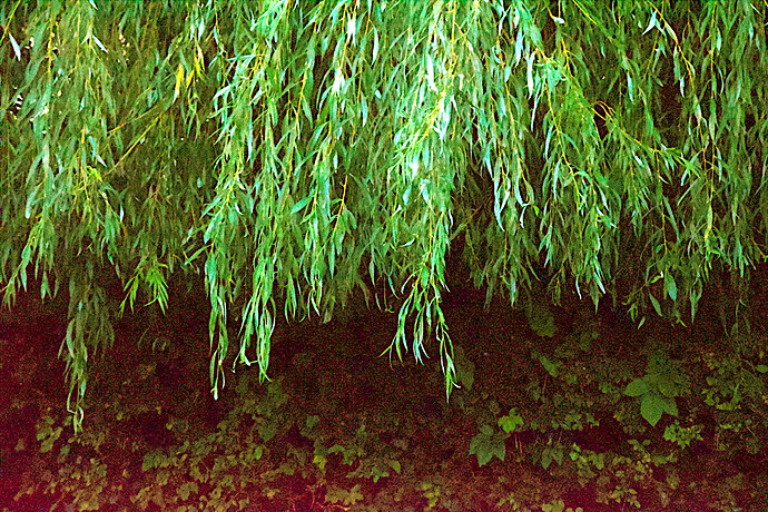 2025_DSC_32002
