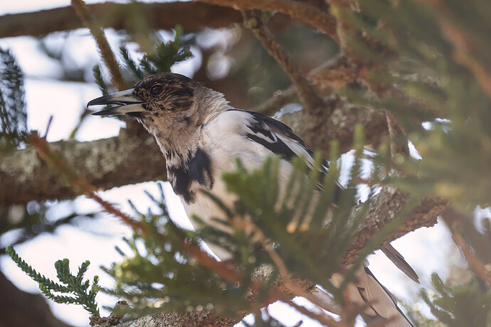 2026-01-09_14-52-54.60_DSC0548