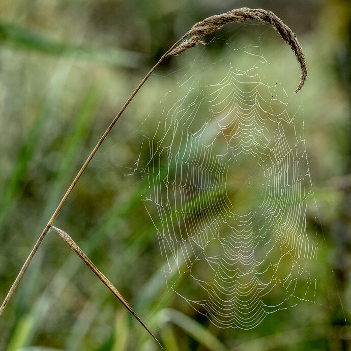 FWR_9052 (1)