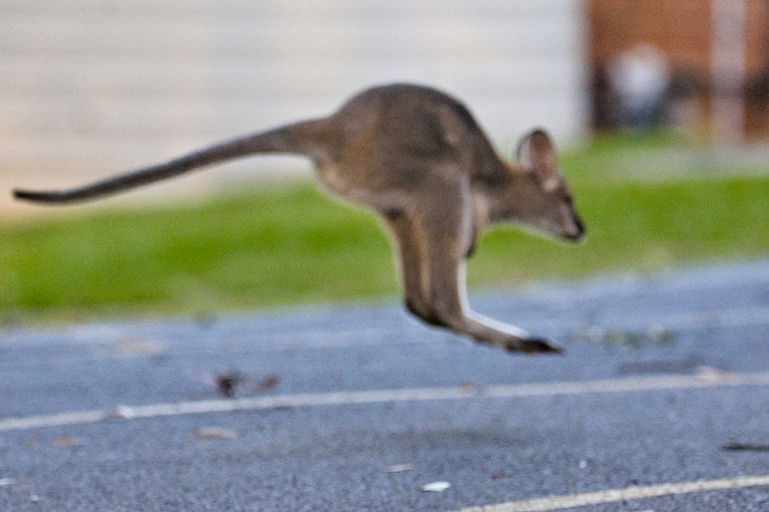 flying.wallaby