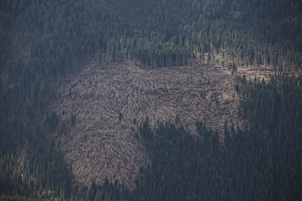 [PlayRaw] Fallen Trees - Play Raw - discuss.pixls.us