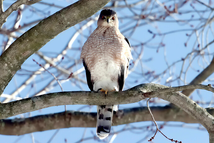 IMG_5406 ART and GIMP (jpegli)