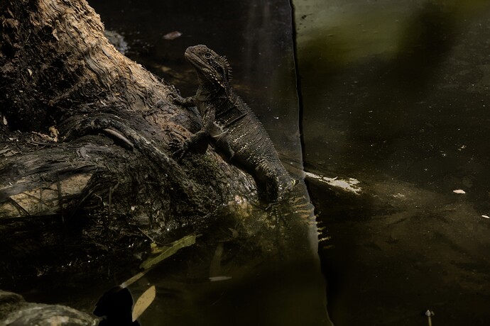 2022-01-25_12-58-48.53_DSC6109