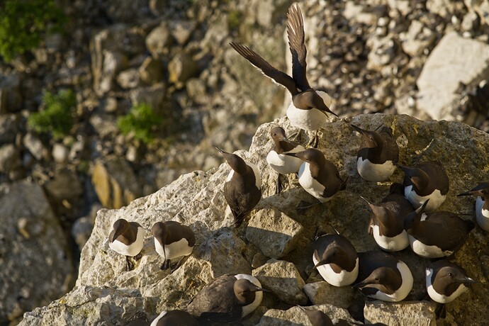 Boost details, reduce global contrast