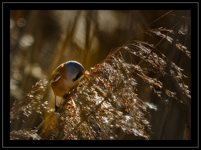 2025-02-01 @14-19-21 CO5A2988_01