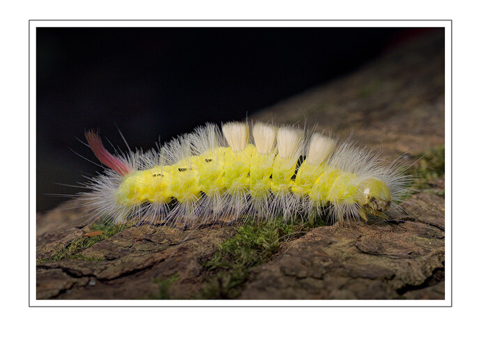 what_a_colorful_childhood