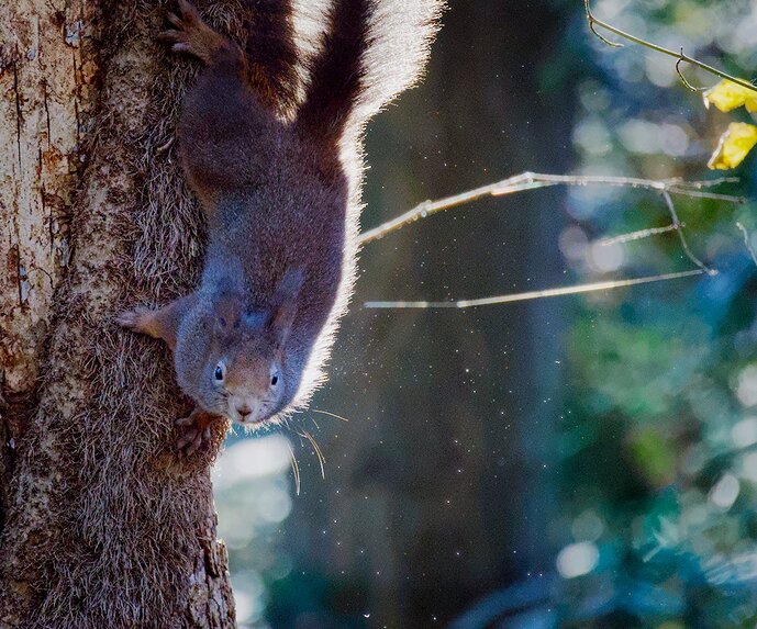 Squirrel - 400mm, 𝑓/8, ISO6400, 1/800s