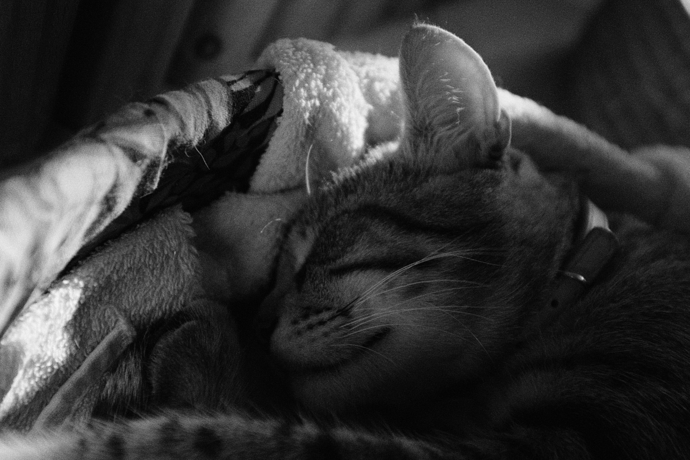 cat_sleeping_film_grain_3000