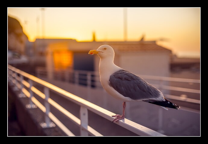 D75_7687_02