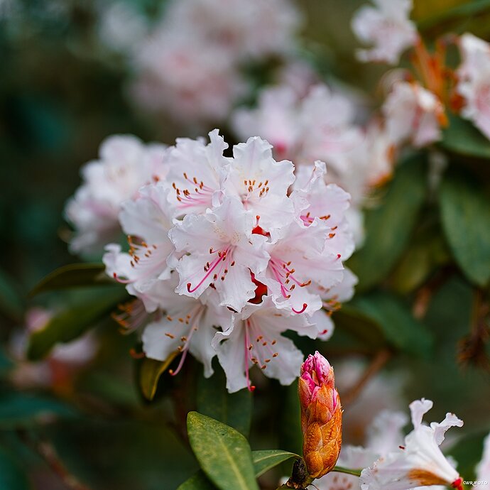 2403_BotanischerGarten_00254_02