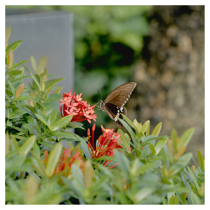 SIU06068
