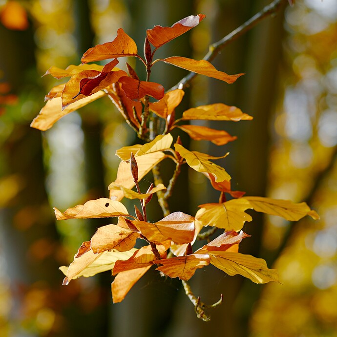 2511_Herbst am Uemminger See_0038._03