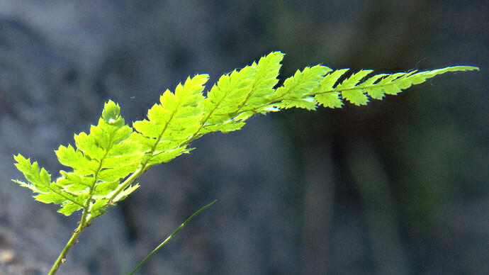 fern_focus_stack_close-up