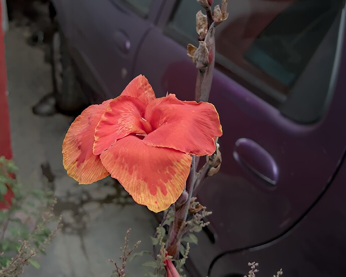 Home - Flowers_P1020514
