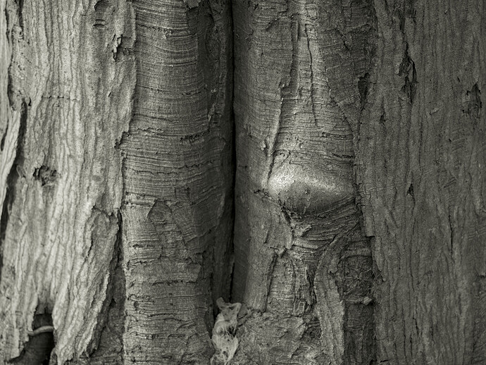 2025-11-23 13-39-26 E-M1MarkII 44775 - Chorbusch