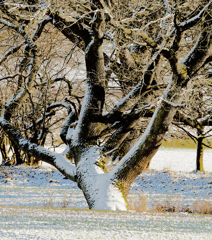 S7R02468-Thomas-snow-tree