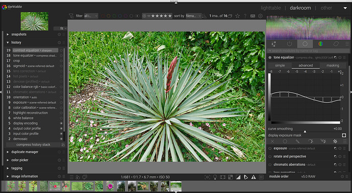 dt5-yucca