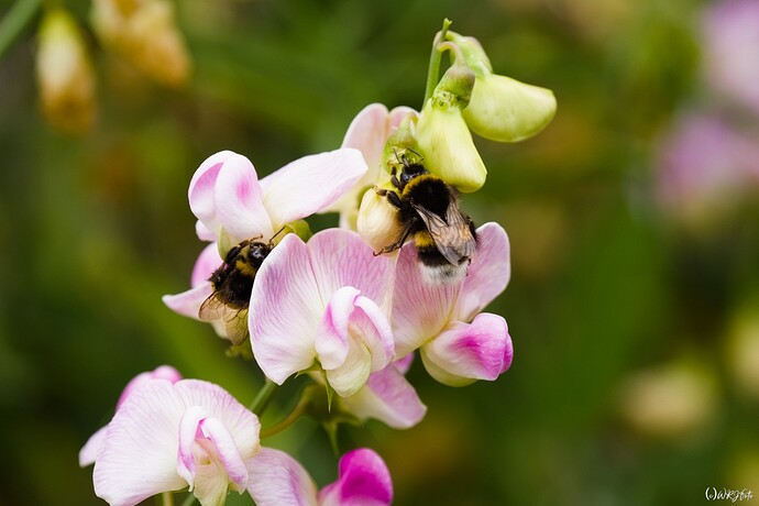 2507_SommerimGarten_0082_01