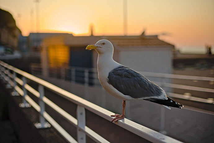 D75_7687_RT-1