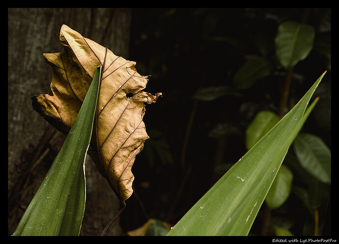 DSC01978_HDBB