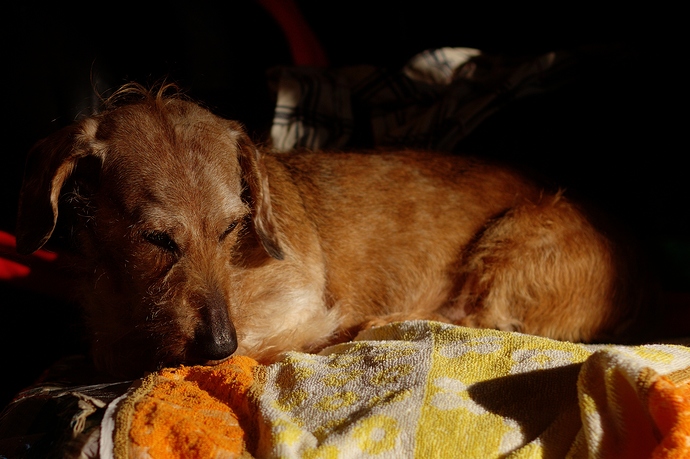 shakes_20200307-afre