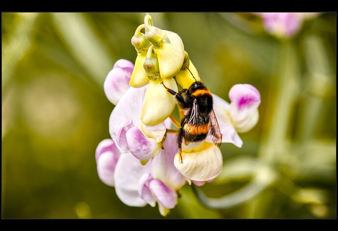 2507_SommerimGarten_0069_01