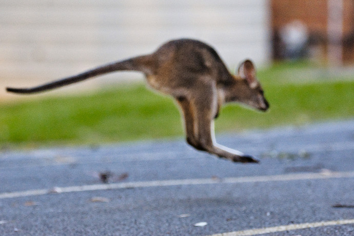 flying.wallaby.krita.gmic