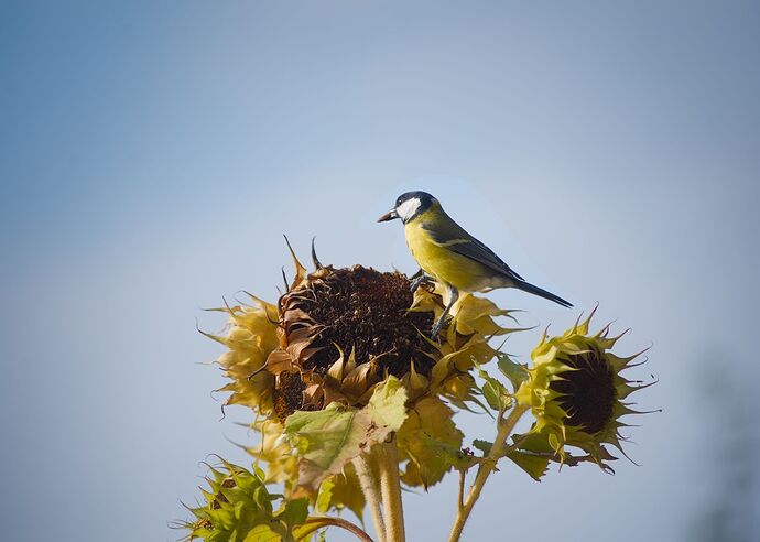 260912_095523_DSC08084