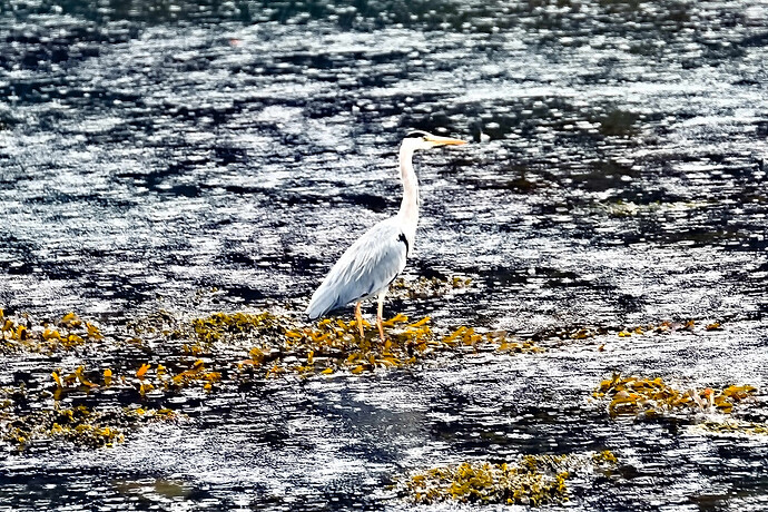 _CTW5719 Rawtherapee and GIMP (Jpegli)