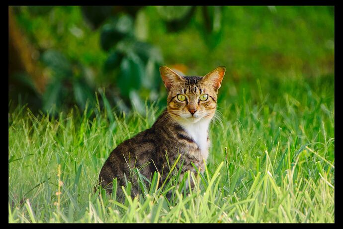 Cat Under Shadow. Challenging situation._7E4A3725