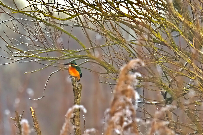 S7R03508 RawTherapee and GIMP (1)