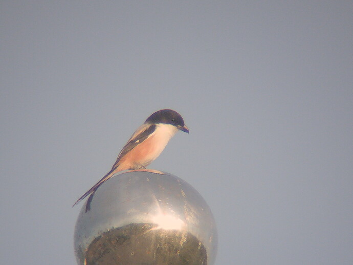 IMG_20251203_061456.edited