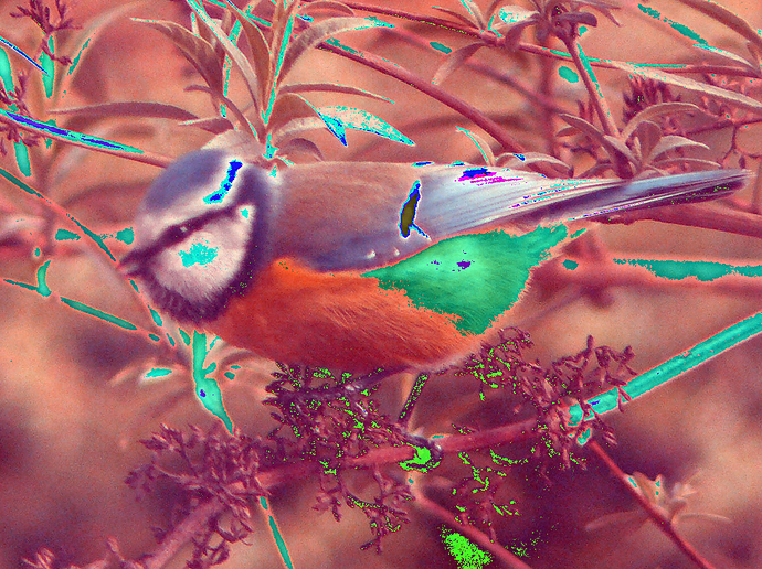 testbird_after_transfer_color_pca