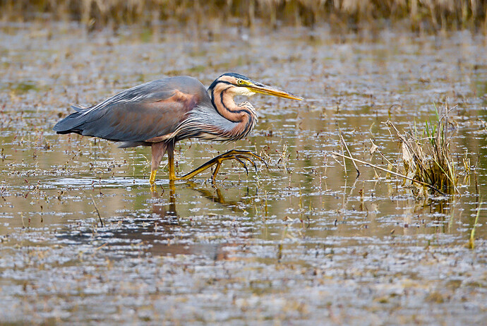 purple heron_01